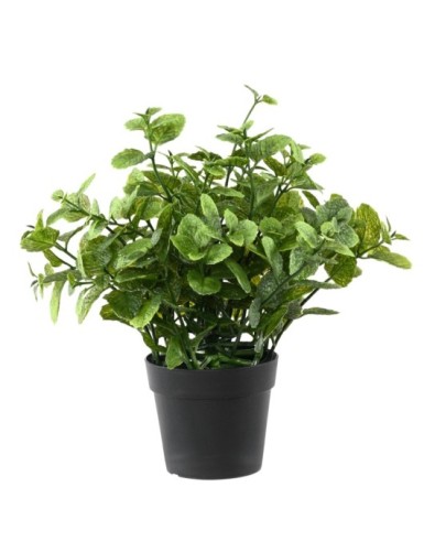 MENTA 25 EN MACETA