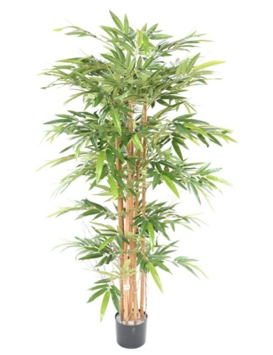 BAMBÚ ECO 3 170 CM