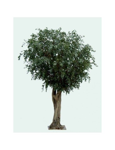 FICUS GIGANTE TREE