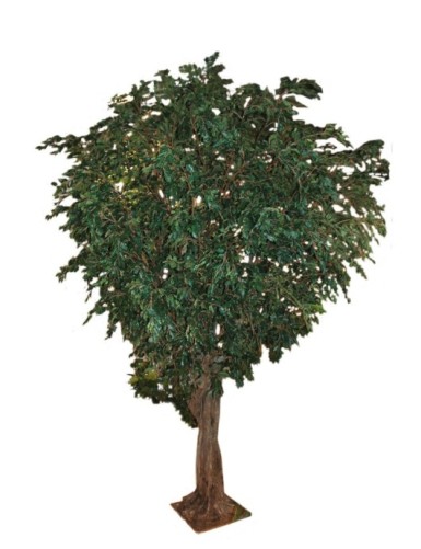 FIKUS GIANT TREE