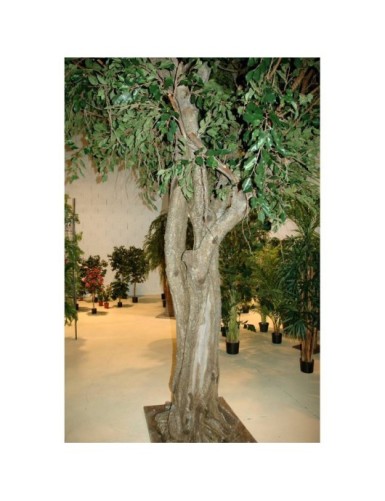 FICUS GIGANTE TREE