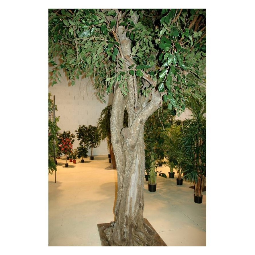 FICUS GIGANTE TREE