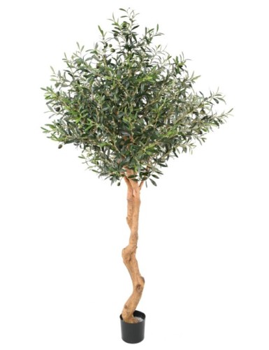 OLIVENBAUM 2T