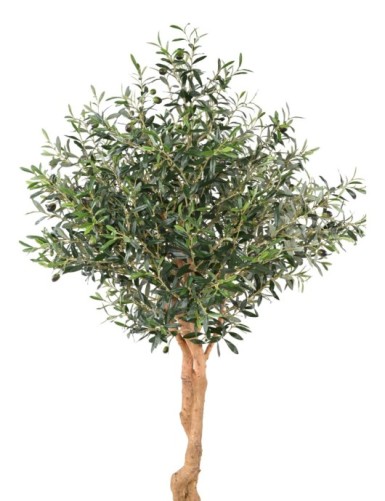 OLIVENBAUM 2T