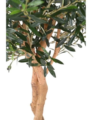 OLIVENBAUM 2T