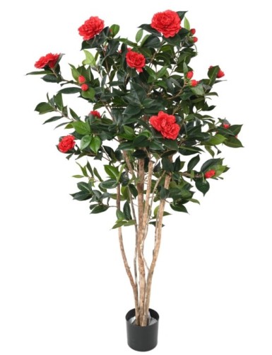 CAMELIA JAPONICA DOBLE NEW