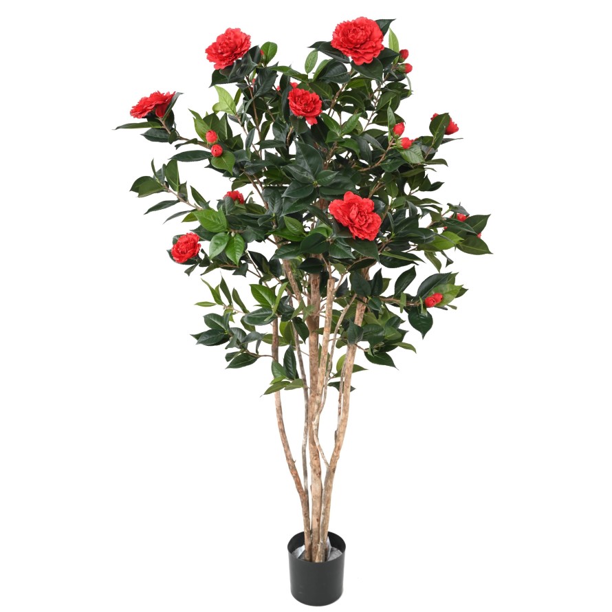 CAMELIA JAPONICA DOBLE NEW