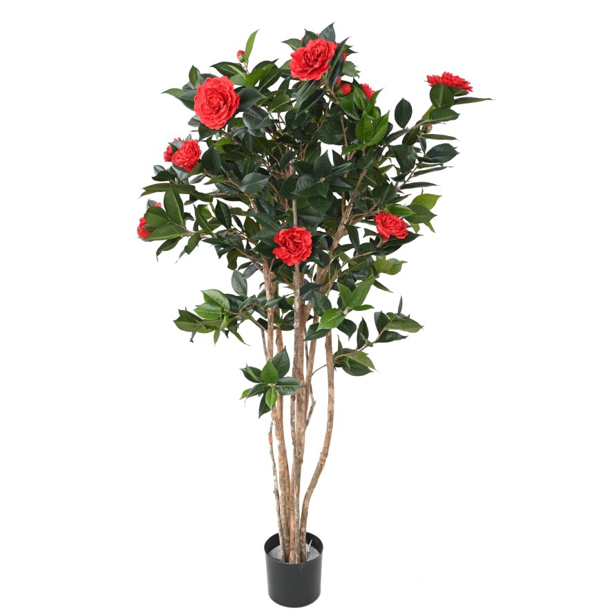 CAMELIA JAPONICA DOBLE NEW