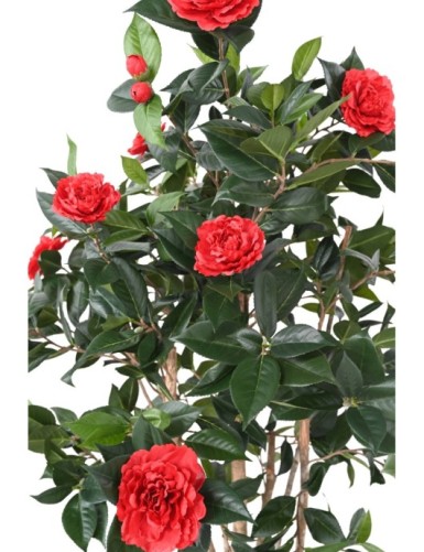 CAMELIA JAPONICA DOBLE NEW