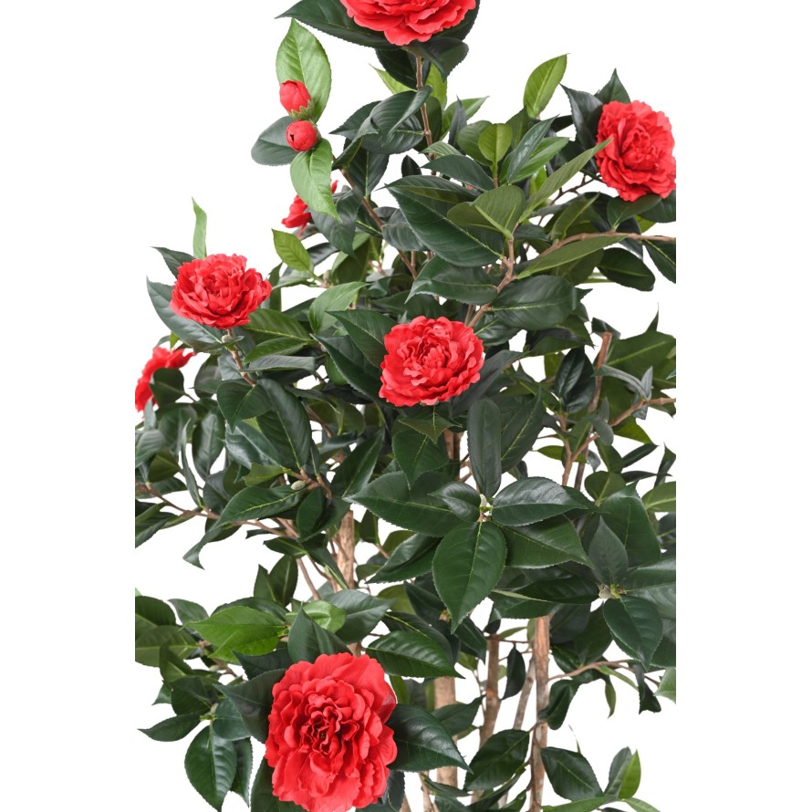 CAMELIA JAPONICA DOBLE NEW