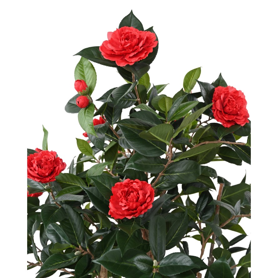 CAMELIA JAPONICA DOBLE NEW