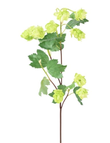 LÚPULO (FLOR DE LÚPULO)