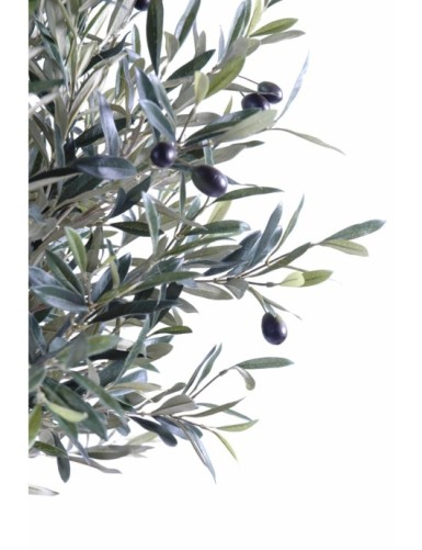 OLIVE TREE HEAD