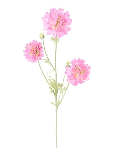 SCABIOSA 75