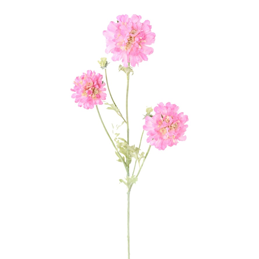 SCABIOSA 75