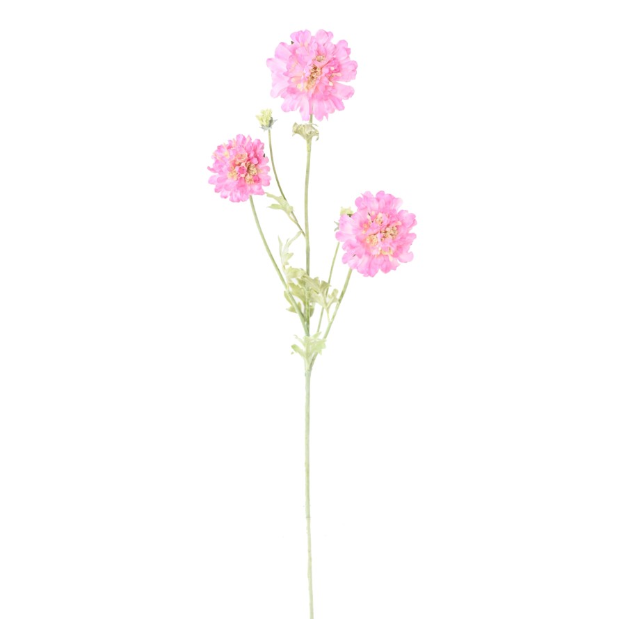 SCABIOSA 75
