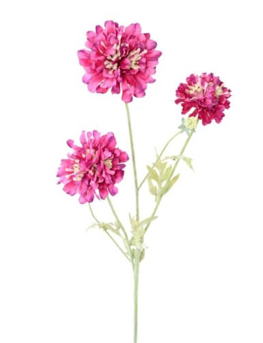 SCABIOSA 75