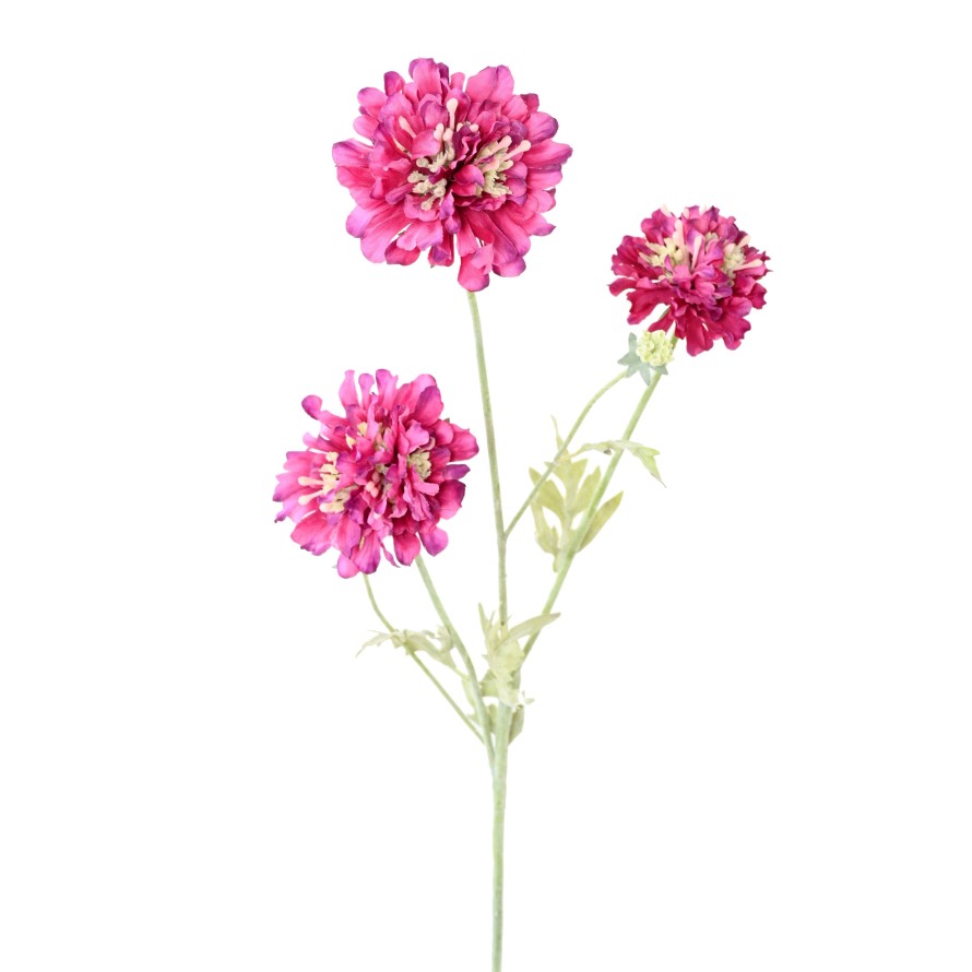 SCABIOSA 75