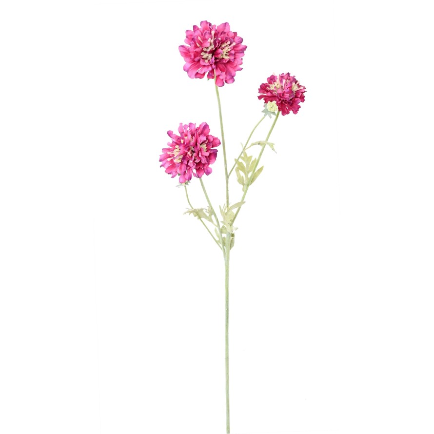 SCABIOSA 75