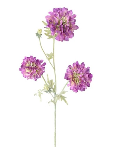 SCABIOSA 75