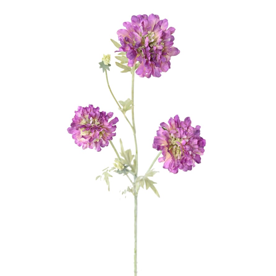 SCABIOSA 75