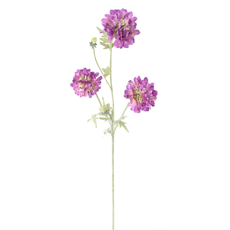 SCABIOSA 75