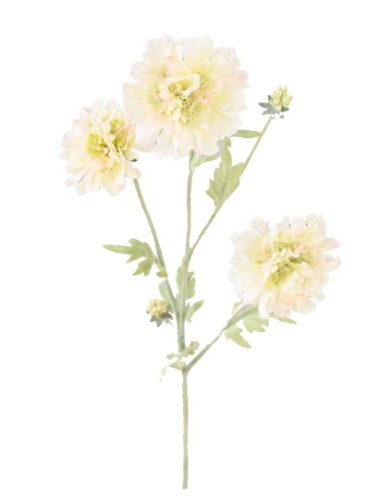 SCABIOSA 75