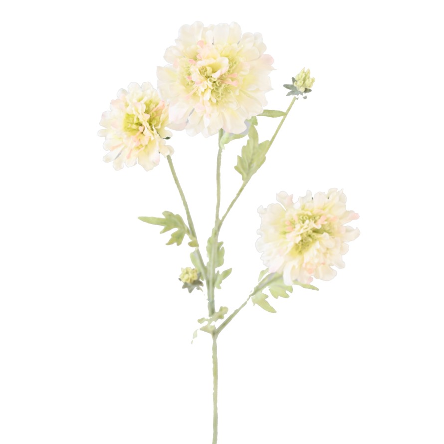 SCABIOSA 75