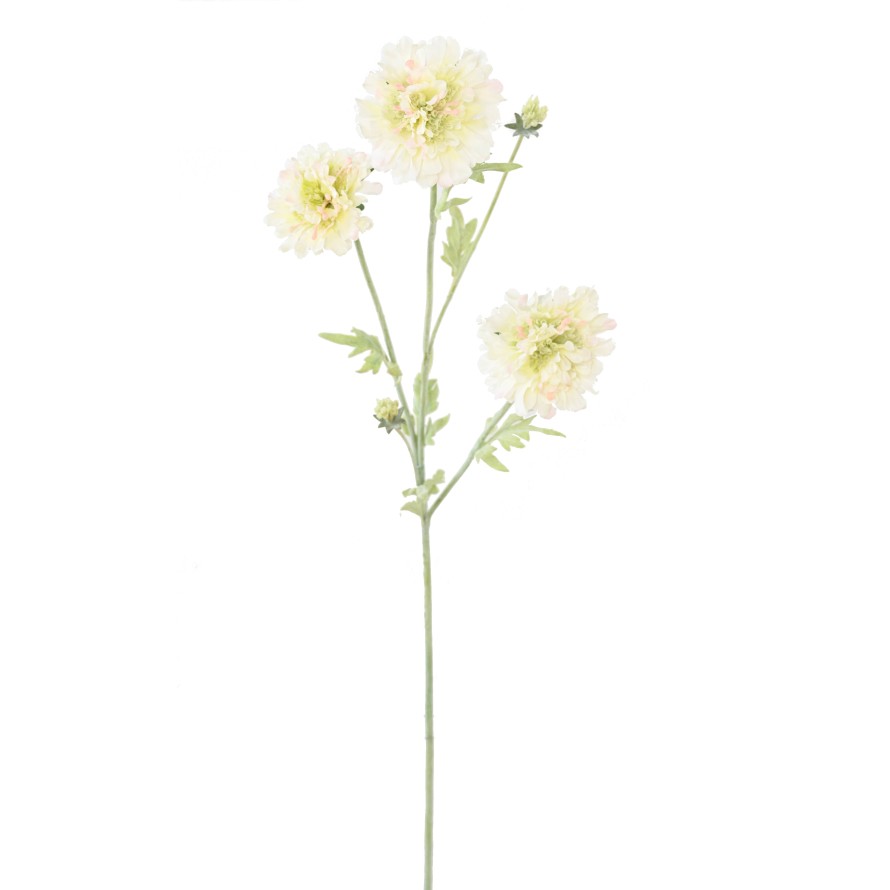 SCABIOSA 75