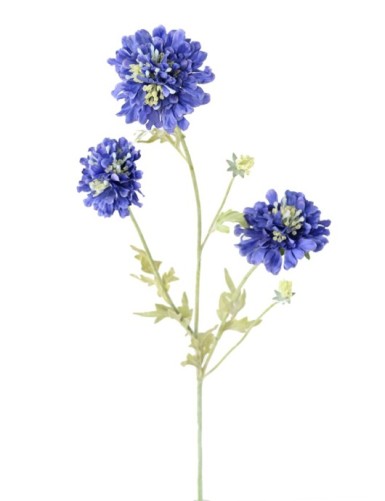 SCABIOSA 75