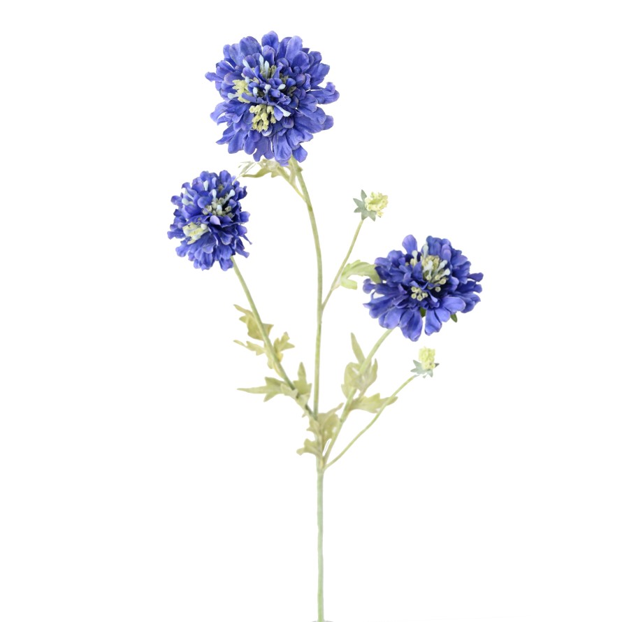 SCABIOSA 75