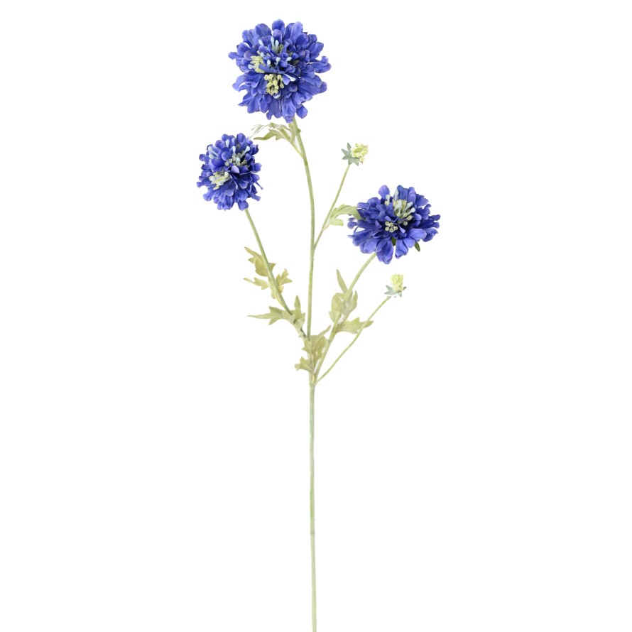 SCABIOSA 75