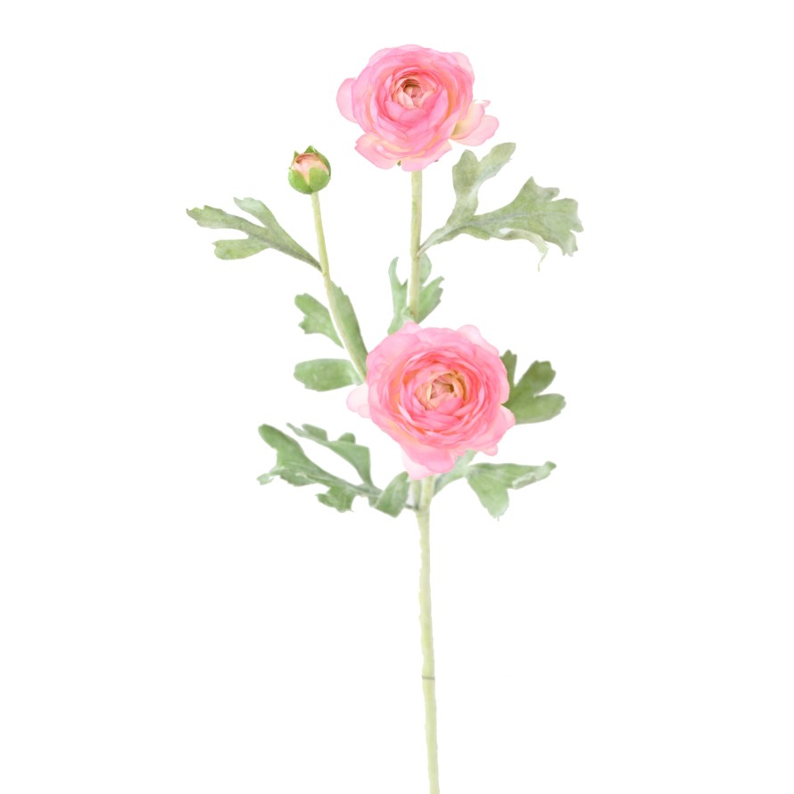 RANUNCULUS (Buttercup) MINI 53