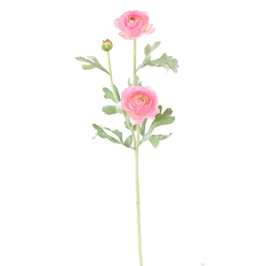 RANUNCULUS (Buttercup) MINI 53