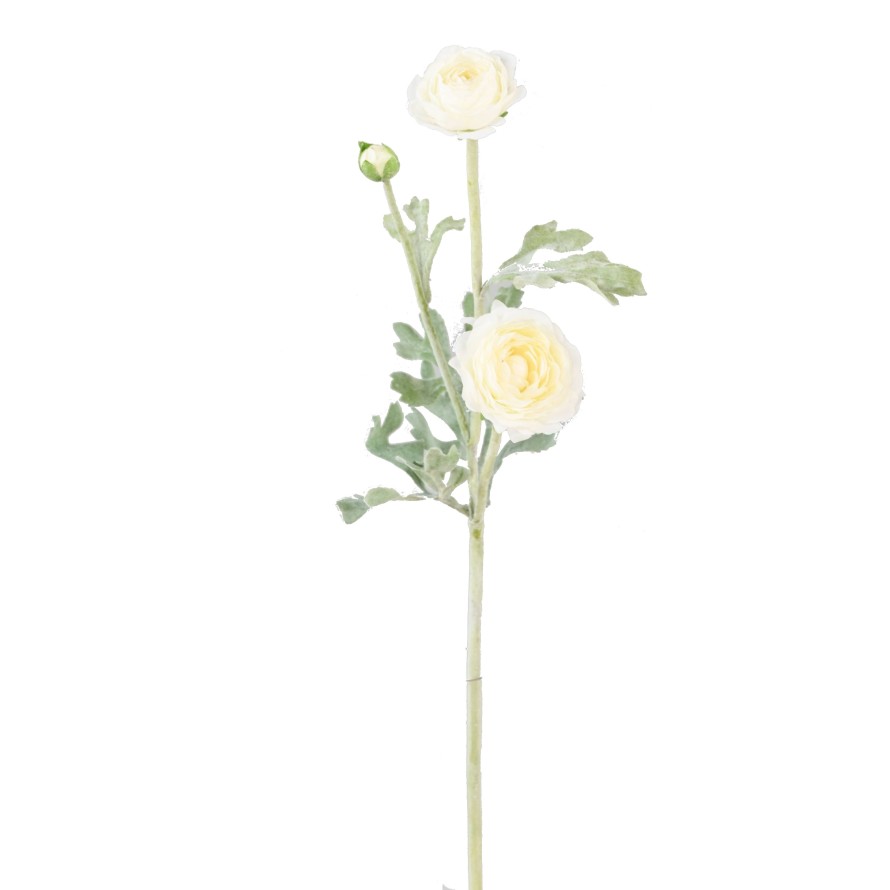 RANUNCULUS (Buttercup) MINI 53