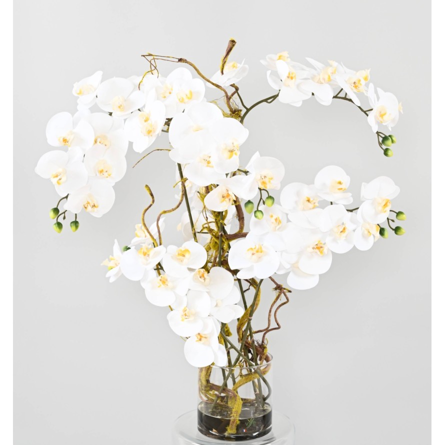 COMPOSICIÓN PHALAENOPSIS ORQUÍDEA