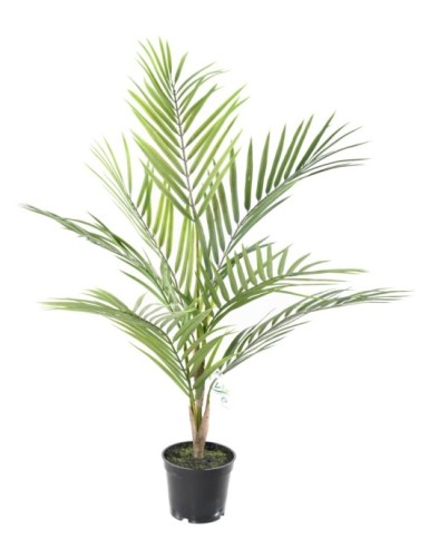 ARECA PALM PLAST
