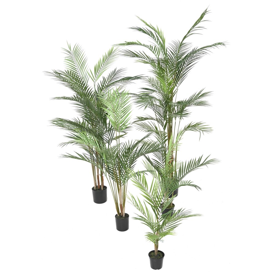 ARECA PALM PLAST