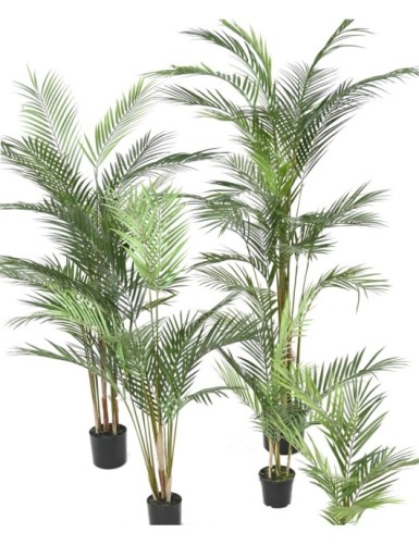 ARECA PALM PLAST
