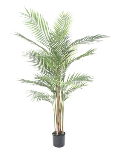 ARECA PALM PLAST