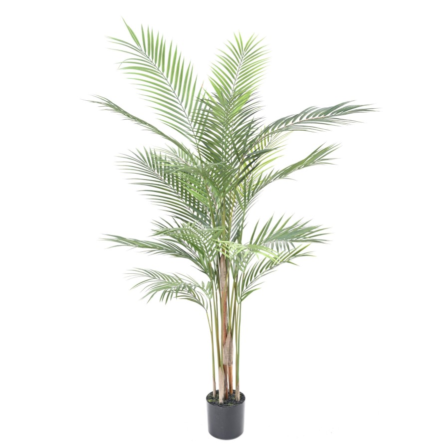 ARECA PALM PLAST