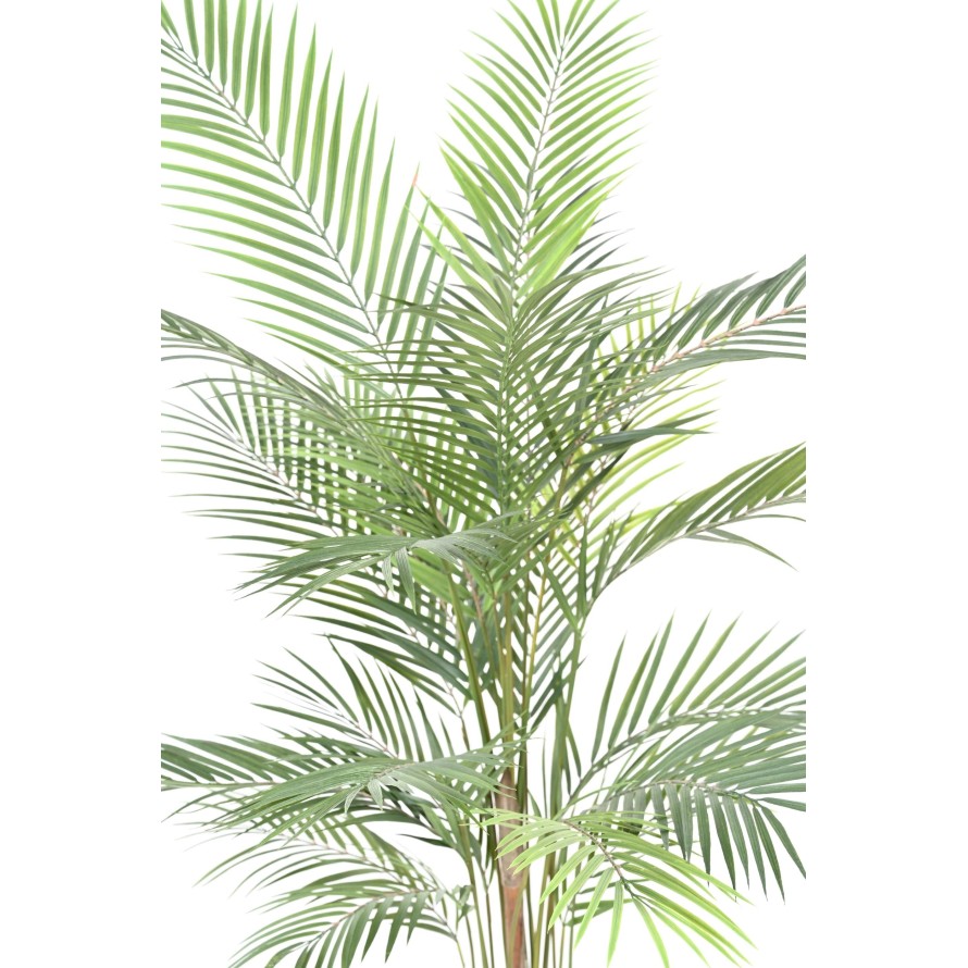 ARECA PALM PLAST