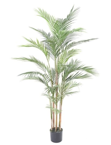 ARECA PALM PLAST