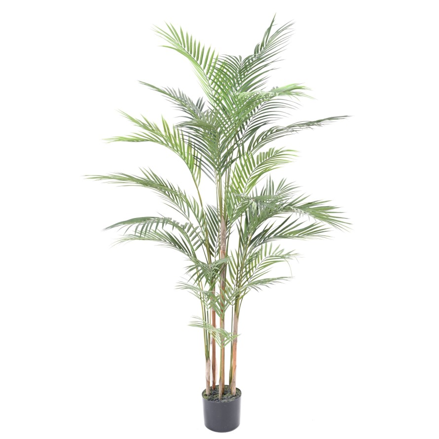 ARECA PALM PLAST