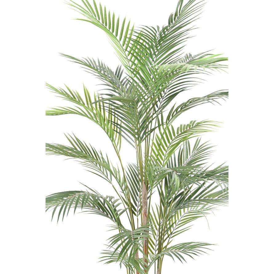 ARECA PALM PLAST