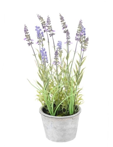 LAVANDA en maceta decorativa