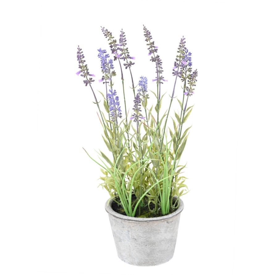 LAVANDA en maceta decorativa