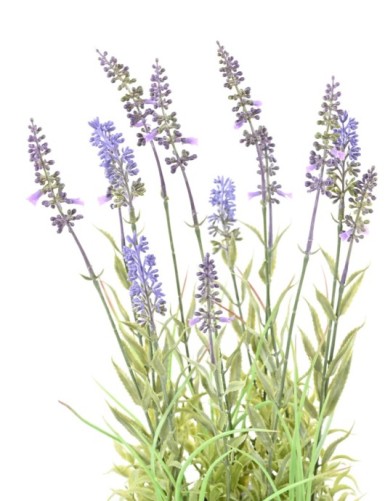 LAVANDA en maceta decorativa