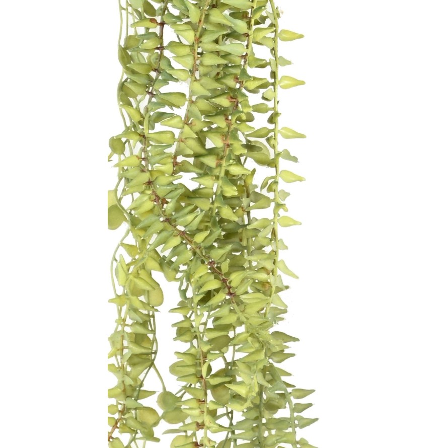 PLANTA COLGANTE SURTIDA