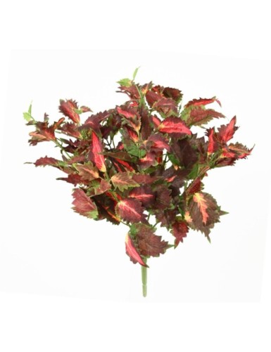 COLEUS SPITZENLAUB